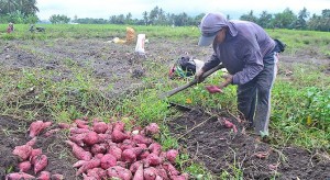 Harga Turun, Petani Ubi Jalar Resah