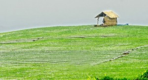 Plus Minus Keberadaan Ladang Bawang di Licin