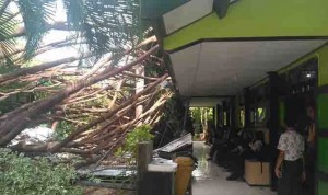 Pohon Beringin Umur Puluhan Tahun di SMAN 1 Banyuwangi Tumbang