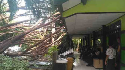 Tens of Years Old Banyan Tree at SMAN 1 Banyuwangi Fallen