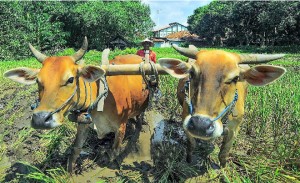 Tahun 2018, Produksi Padi Banyuwangi Ditarget 782 Ribu Ton