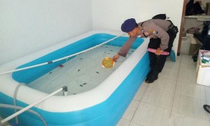 Jadi Tempat Pengepul Benur Lobster, Rumah Kos di Giri Digerebek Polisi