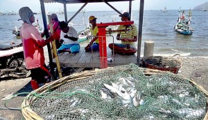 The Bali Strait is Free of Fish, Tens of Thousands of Fishermen Are Threatened