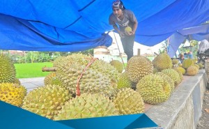 Tahun 2018, Sentra Durian Bergeser ke Giri dan Kalipuro