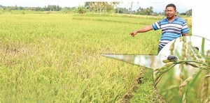 Jelang Musim Panen, Tanaman Padi Gosong Diserang Wereng