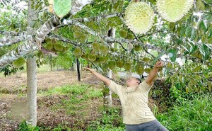 Banyuwangi Segera Jadi Lumbung Durian Merah di Indonesia