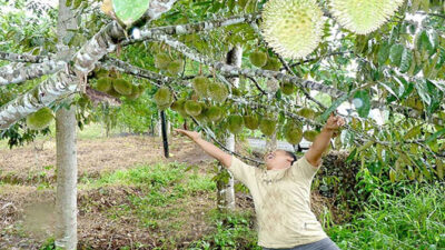Banyuwangi will soon become a red durian barn in Indonesia