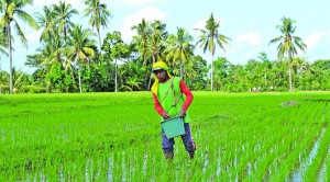 Antisipasi Gagal Panen, Petani Asuransikan Tanaman