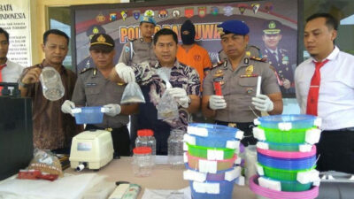 Police Arrest Main Actor Lobster Fry Trade in Banyuwangi