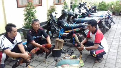 Polisi Gerebek Judi Sabung Ayam di Kalipuro