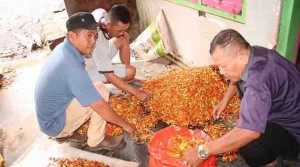 Pasokan Berkurang, Harga Cabai di Banyuwangi Tembus Rp 72.000