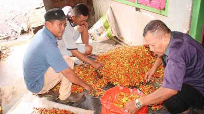 Pasokan Berkurang, Harga Cabai di Banyuwangi Tembus Rp 72.000