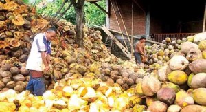 Often Rain, Coconut Coir Prices Drop Drastically