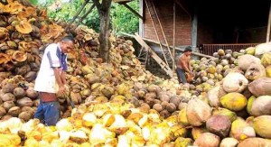 Sering Hujan, Harga Sabut Kelapa Turun Drastis