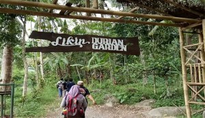 The joy of eating durian straight from the tree at Likin Durian Garden