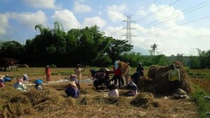 Petani Enggan Jual Gabah ke Bulog, Ini Alasannya . . .