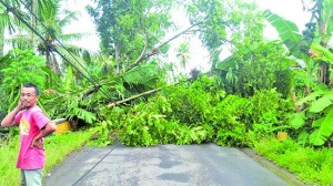 Bruk! Tiga Pohon Tumbang Menutup Jalan di Bangorejo