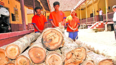 Tiga Pencuri Kayu Jati Ditangkap