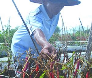 Kekurangan Air, Tanaman Cabai Rusak