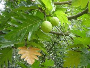 Breadfruit