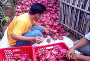 Sempat ‘Terjun Bebas’, Harga Buah Naga Kembali Melambung