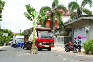 Kerap Timbulkan Kecelakaan, Jalan Rusak di Purwoharjo Ditanami Pohon Pisang