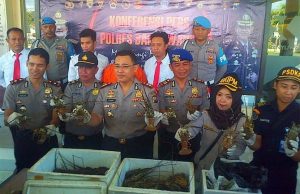 Jual Lobster di Bawah Ukuran, Pengusaha Ikan Asal Muncar Ditangkap Polisi