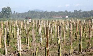 Langgar Perda, Ribuan Pohon Buah Naga Terancam Dicabut