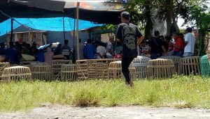 Latber Sabung Ayam Resahkan Warga di Genteng