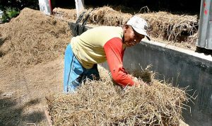 Gagal Panen, Jerami Laku Dijual