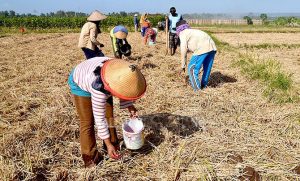 Memasuki Musim Kemarau, Petani di Songgon Mulai Tanam Palawija