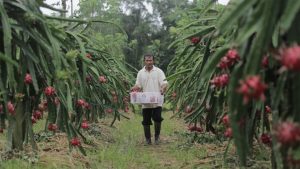 Banyuwangi Regency Government Holds Agricultural Startup Competition