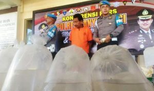 Banyuwangi Police Thwart Smuggling 25 Thousands of Lobster Benur Tails