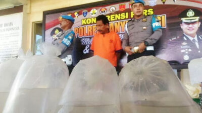 Banyuwangi Police Thwart Smuggling 25 Thousands of Lobster Benur Tails