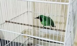 CCTV Recorded, "Cucak Ijo" Bird Thief Arrested by Police