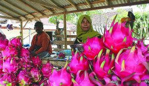 Had Dropped, Dragon Fruit Price Now Translucent Rp 15 Thousand/Kg