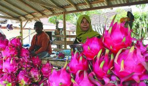 Sempat Anjlok, Harga Buah Naga Kini Tembus Rp 15 Ribu/Kg