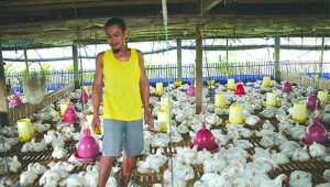 Harga Pakan Naik, Peternak Ayam Merugi