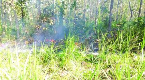 Memasuki Musim Kemarau, Hutan Purwoharjo Terbakar