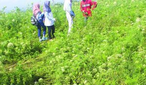 Astaga! Kebun Wortel Rusak karena Dijadikan Tempat Selfie, Petani Rugi Rp 120 Juta