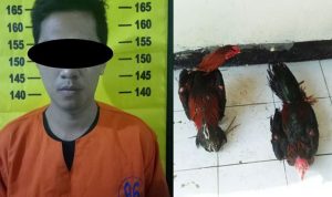 Cockfighting Gambling Raid, Police Arrest 2 Person