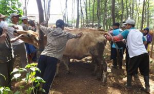 Populasi Ternak Sapi di Banyuwangi Meningkat Drastis