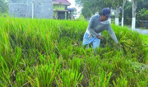 Diserang Potong Leher, Petani di Singojuruh Terpaksa Panen Dini