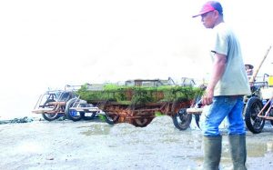 Tangkapan Ikan Sepi, Buruh Manol Menganggur