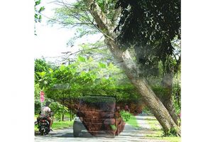 Pohon Miring di Purwodadi Bahayakan Pengguna Jalan