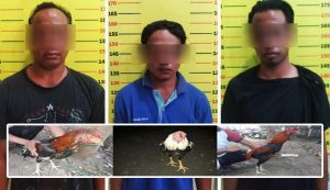 Police Raid Cockfight Gambling in Rogojampi