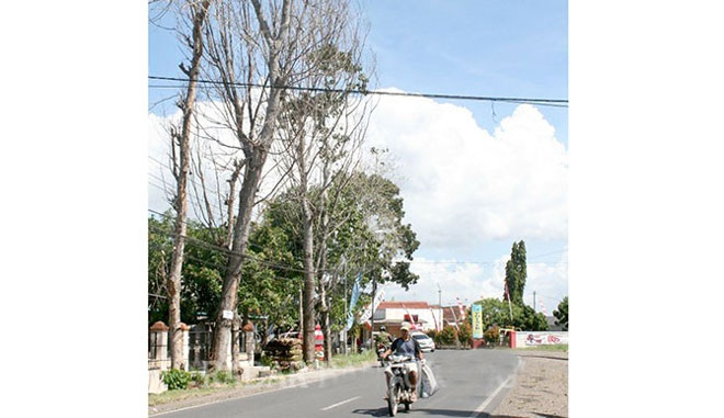 Tiga-pohon-kering-berpotensi-roboh-di-jalan-raya-Desa-Benculuk,-Kecamatan-Cluring,-Kabupaten-Banyuwangi