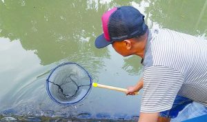 Warga Ramai-Ramai Tangkap Ikan Teler di Sungai