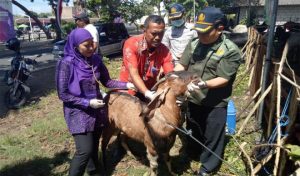 Hundreds of Health Officers Deployed When Slaughtering Sacrificial Animals in Banyuwangi