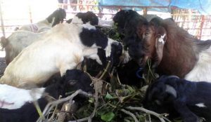 Before Eid al-Adha, Dinas Pertanian Pastikan Hewan Kurban di Banyuwangi Bebas Antraks